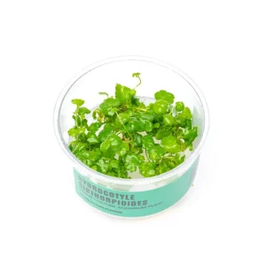 Hydrocotyle Sibthorpioides UNS Tissue Culture