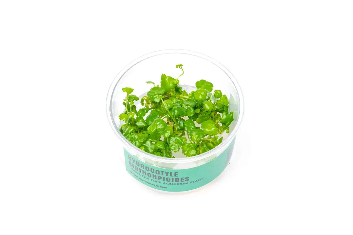 Hydrocotyle Sibthorpioides UNS Tissue Culture