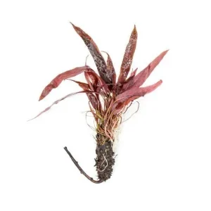 Barclaya Longifolia