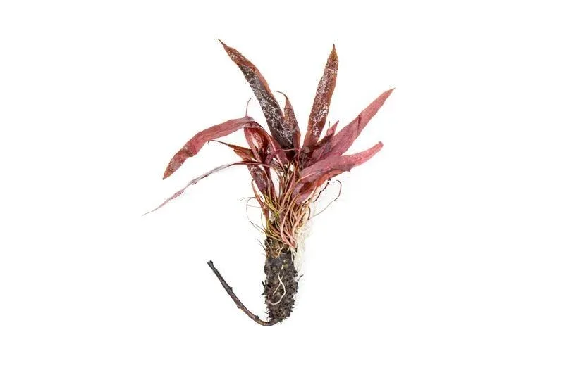 Barclaya Longifolia