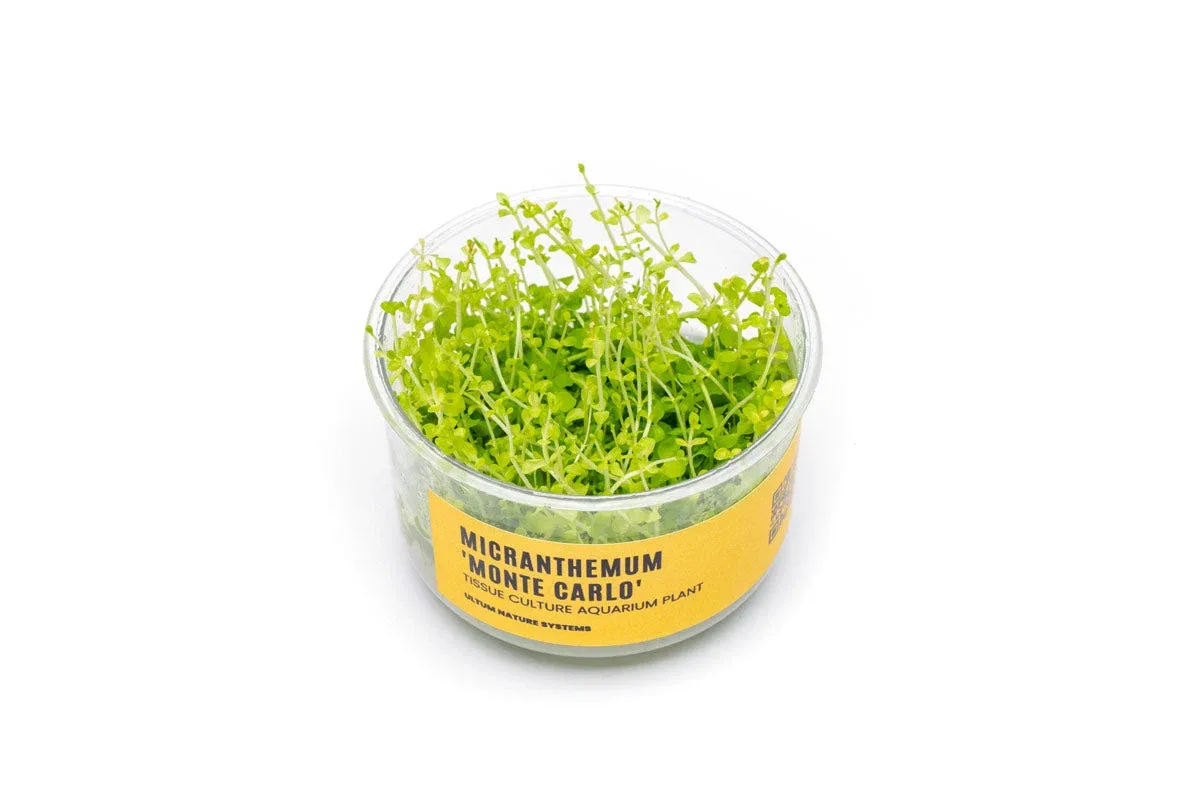 Micranthemum 'Monte Carlo' UNS Tissue Culture