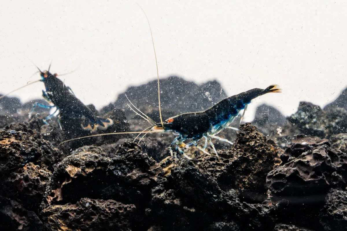 Orange Eye Royal Blue Tiger Shrimp - Image 2