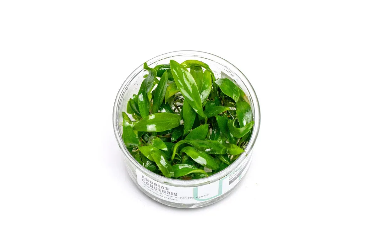 Anubias Congensis UNS Tissue Culture - Image 2