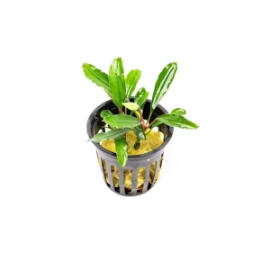 Bucephalandra Nanga Pinoh Tangerine