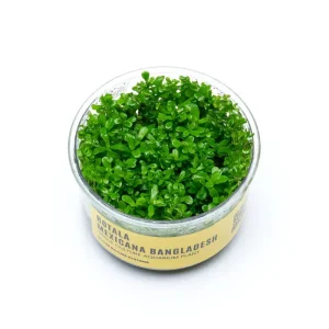 Rotala Mexicana Bangladesh UNS Tissue Culture