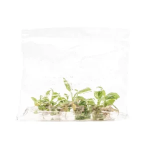 Philodendron White Princess
