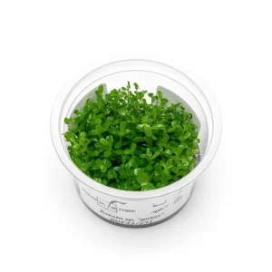 Rotala sp. Goias Aquatic Farmer Tissue Culture