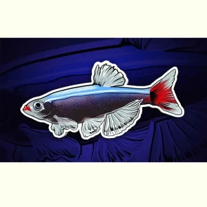 White Cloud Mountain Minnow Decal Sticker