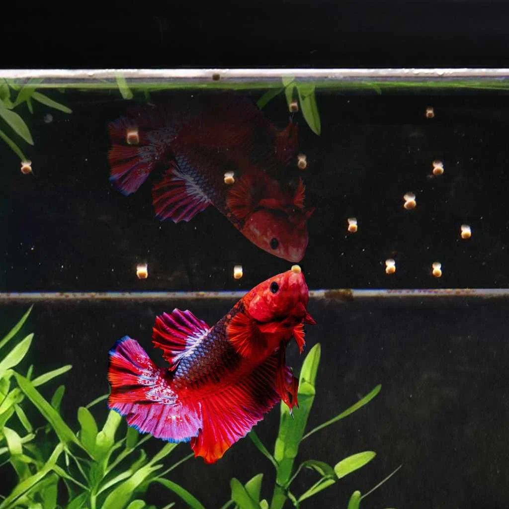Easy Betta Pellets - Image 2