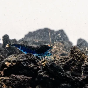 Orange Eye Royal Blue Tiger Shrimp