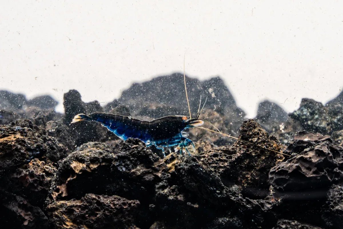 Orange Eye Royal Blue Tiger Shrimp