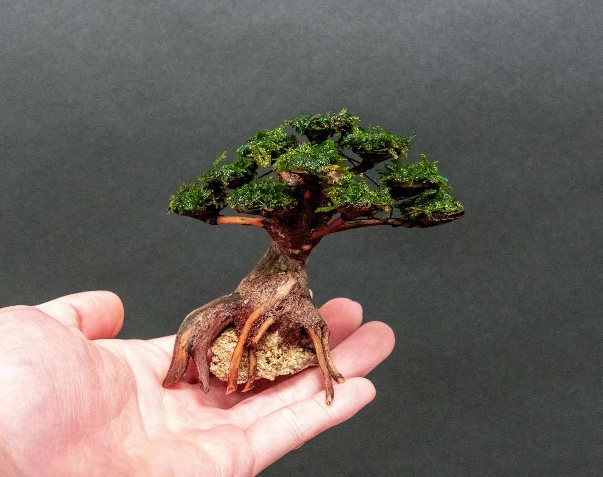 Moss on Bonsai Tree - Image 2