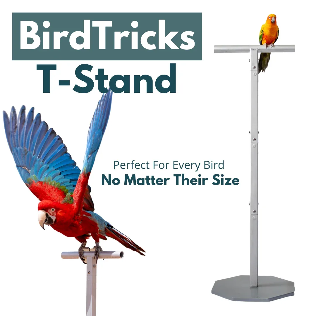 Training Stand