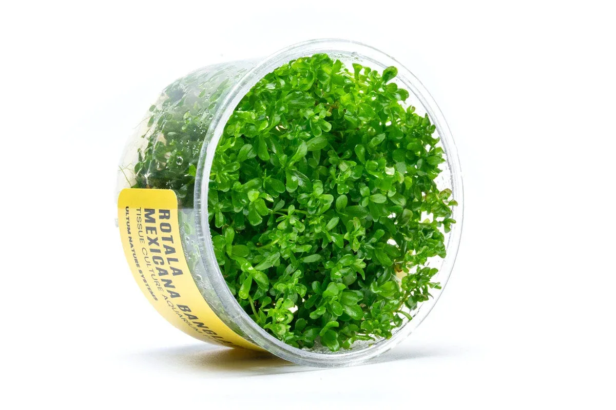 Rotala Mexicana Bangladesh UNS Tissue Culture - Image 2