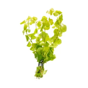 Lysimachia Nummularia Aurea / Creeping Jenny