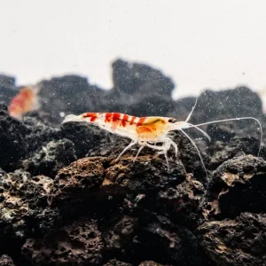 Red Calceo Shrimp
