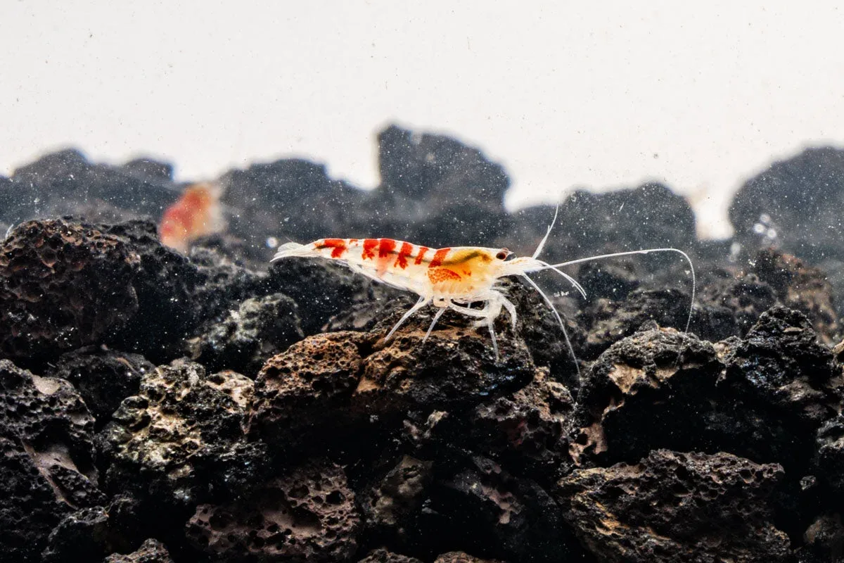 Red Calceo Shrimp