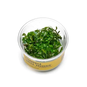 Hygrophila Araguaia UNS Tissue Culture