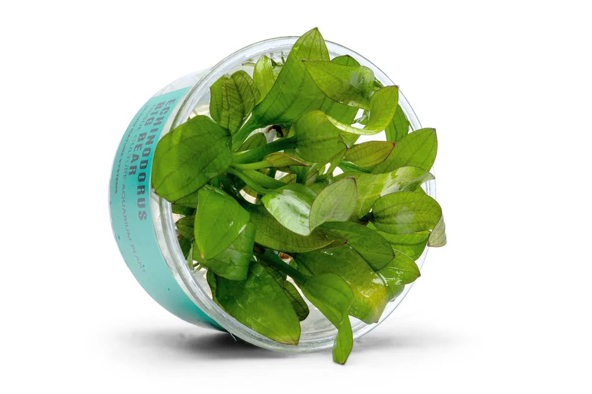 Echinodorus Big Bear UNS Tissue Culture - Image 2