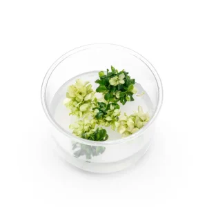 Bucephalandra sp. White UNS Tissue Culture