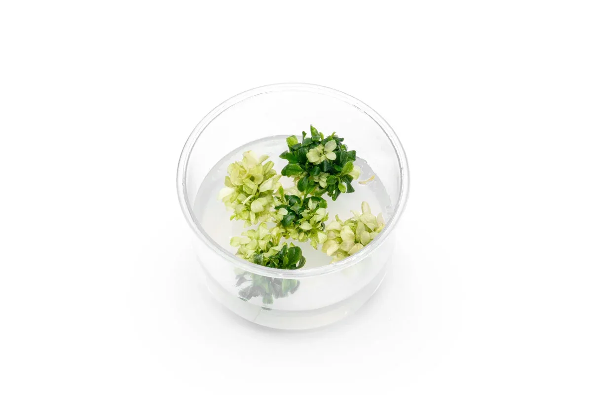 Bucephalandra sp. White UNS Tissue Culture