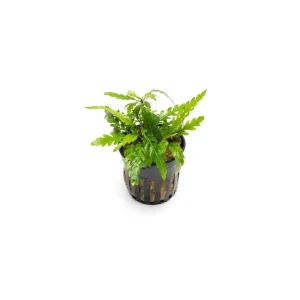Hygrophila Pinnatifida 'UK'