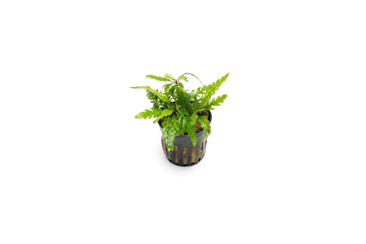 Hygrophila Pinnatifida 'UK'