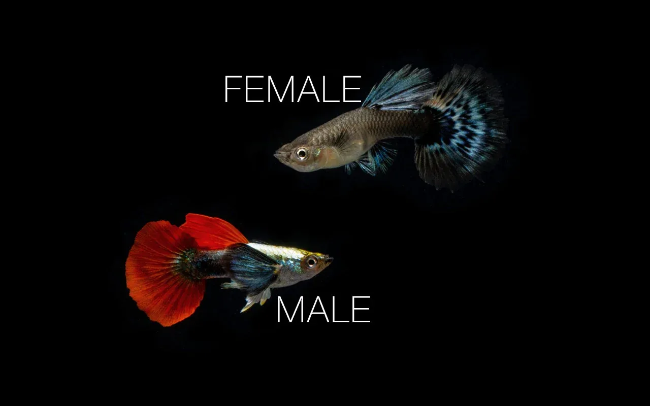 Dumbo Redtail Guppies - Breeding Pair - Image 2