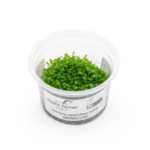 Drosera Spatulata 'Labill' Aquatic Farmer Tissue Culture