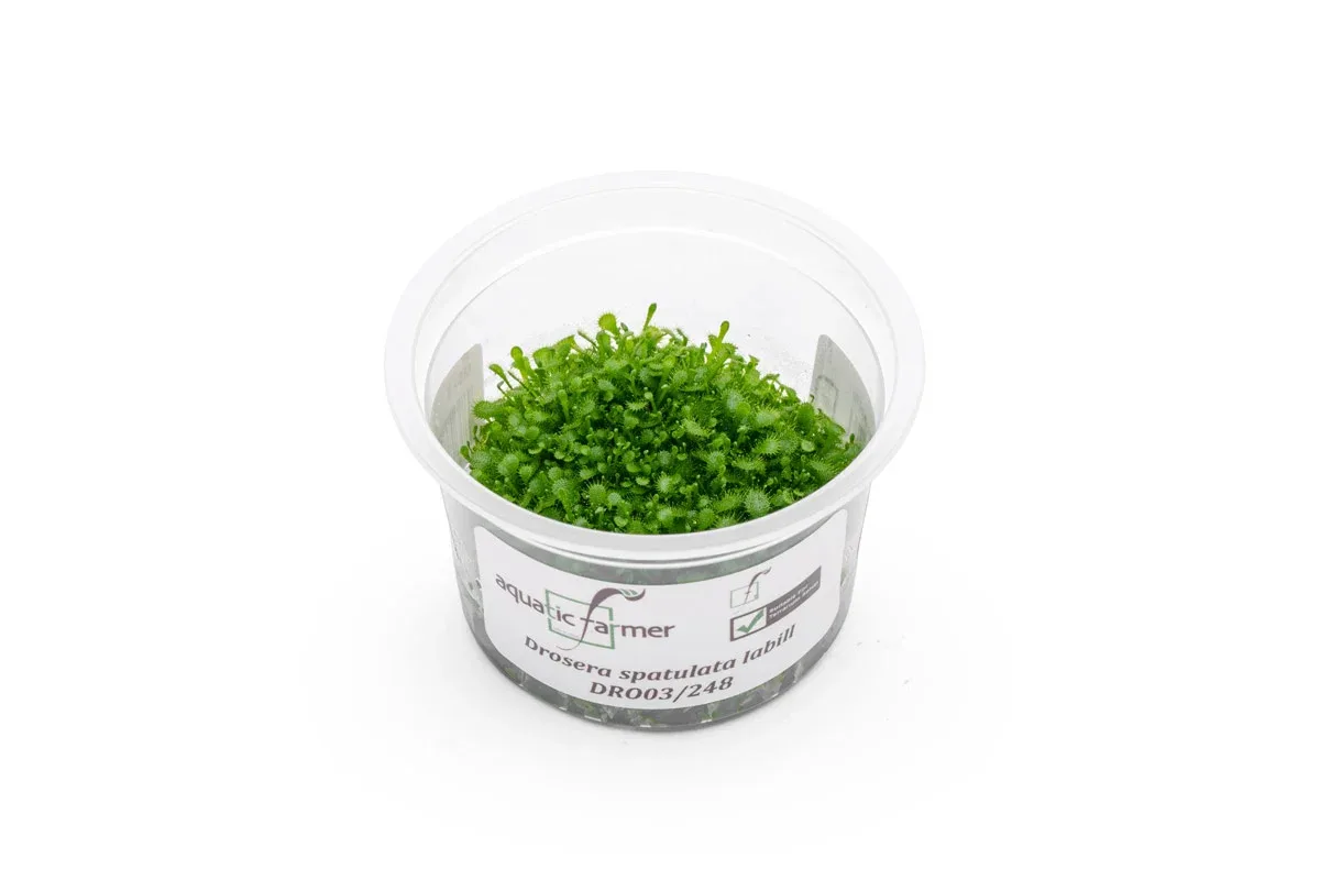 Drosera Spatulata 'Labill' Aquatic Farmer Tissue Culture