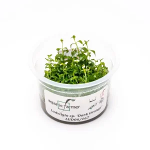 Ludwigia Dark Orange Aquatic Farmer Tissue Culture
