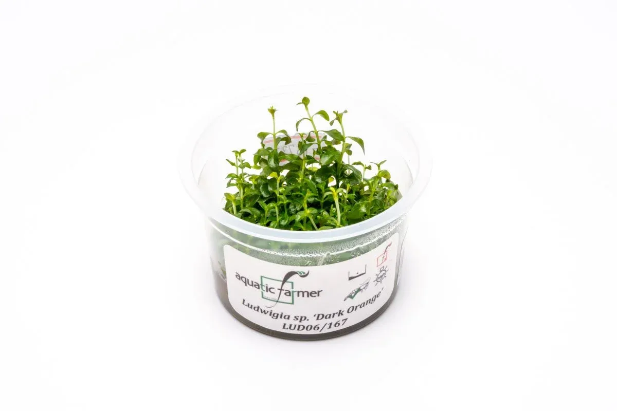 Ludwigia Dark Orange Aquatic Farmer Tissue Culture