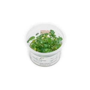 Hydrocotyle Sibthorpioides Aquatic Farmer Tissue Culture