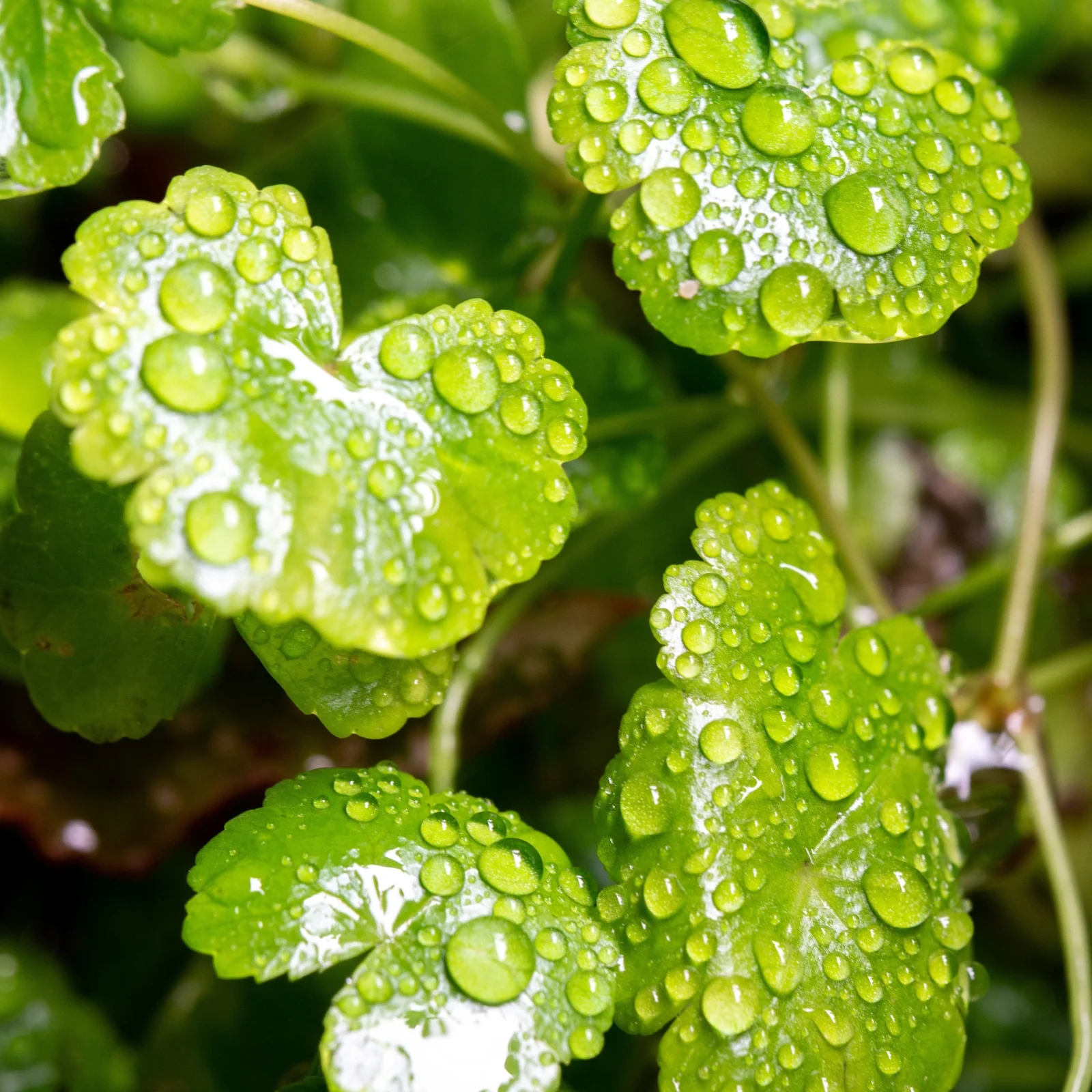 Hydrocotyle Sibthorpioides UNS Tissue Culture - Image 2