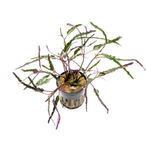 Hemigraphis Repanda / Dragon's Tongue