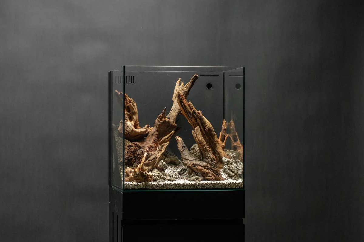 Pacific Wood - Image 2