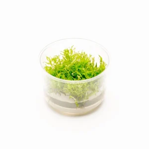 Rotala Nanjenshan Tissue Culture