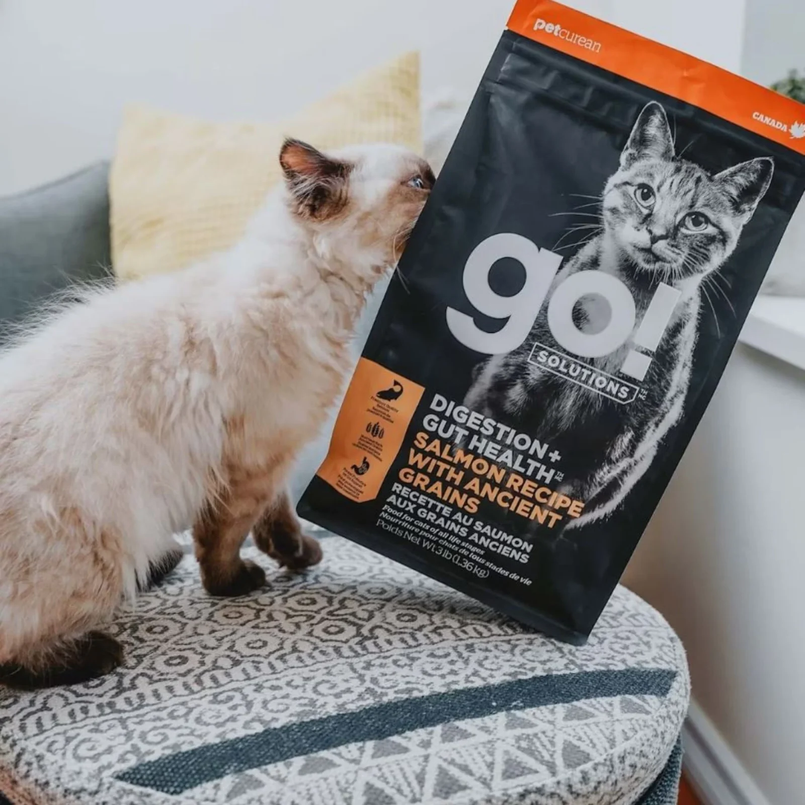 Go! Solutions Cat Digestion + Gut Health Dry Cat Food - Salmon with Ancient Grains, 3 lb - Image 2