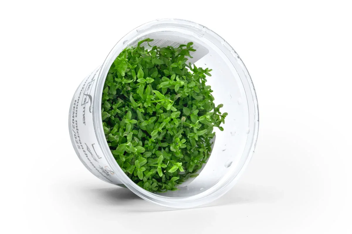 Microcarpaea Minima Merrill Aquatic Farmer Tissue Culture - Image 2