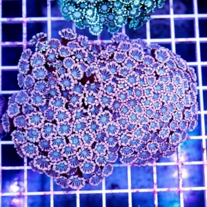 Alveopora Coral 3.5" WYSIWYG