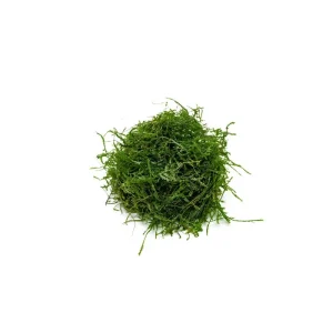 Spiky Moss