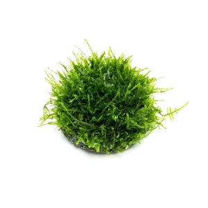 Christmas Moss Dome