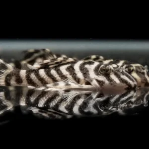 King Tiger Pleco