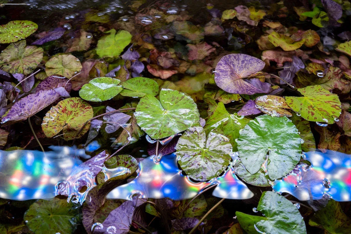Nymphaea Tiger Lotus - Image 2