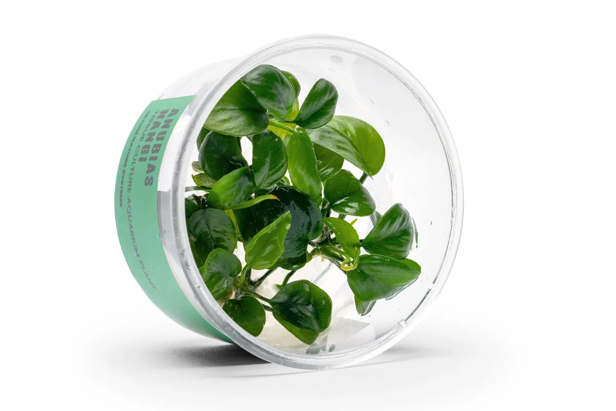 Anubias Nangi UNS Tissue Culture - Image 2