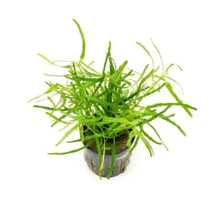 Hemigraphis Repanda Green