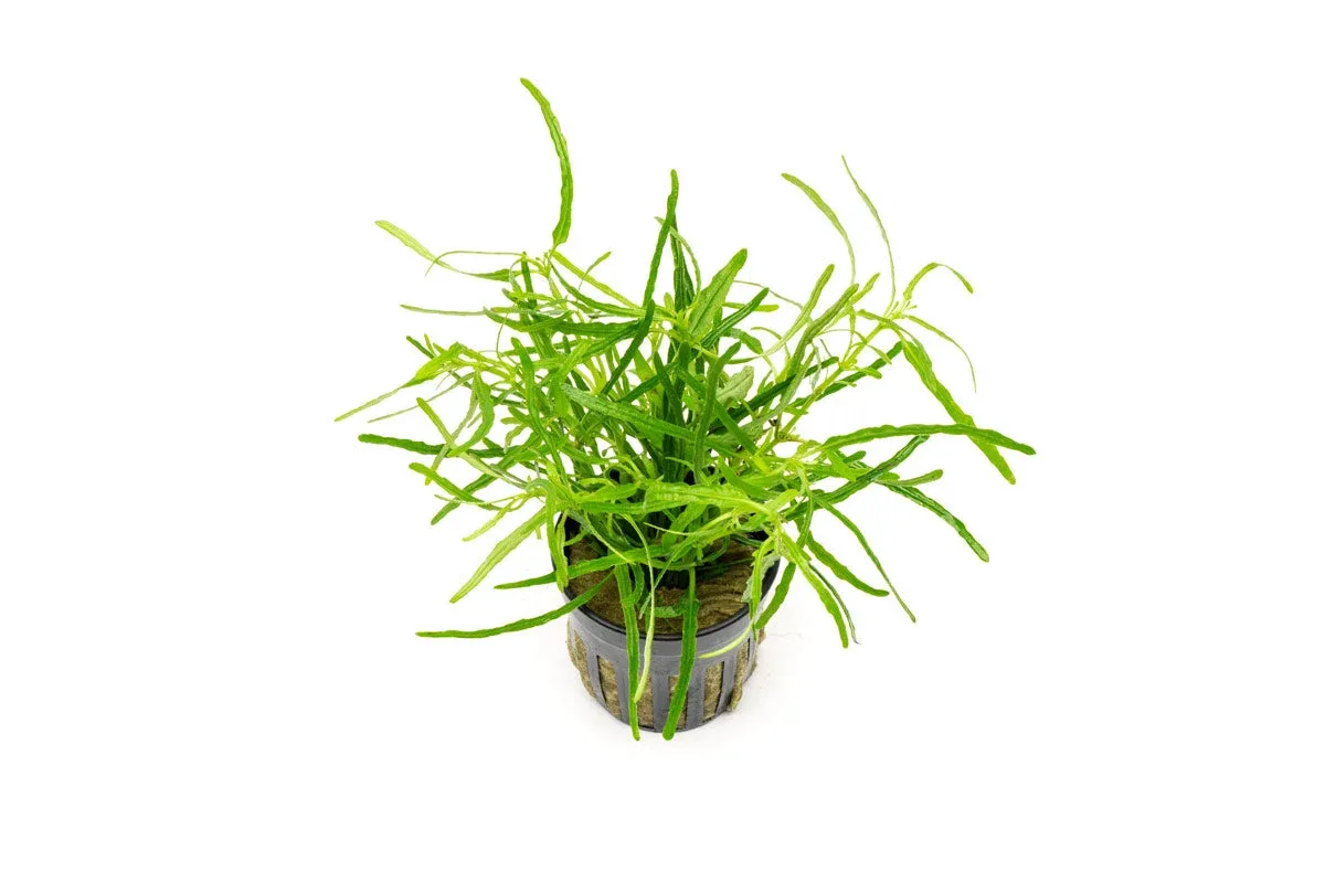 Hemigraphis Repanda Green