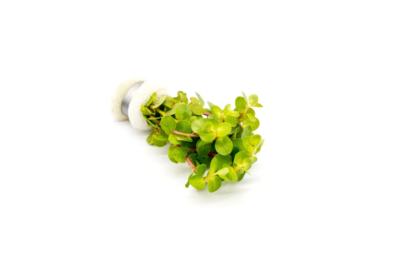 Rotala Macrandra Yellow - Image 2