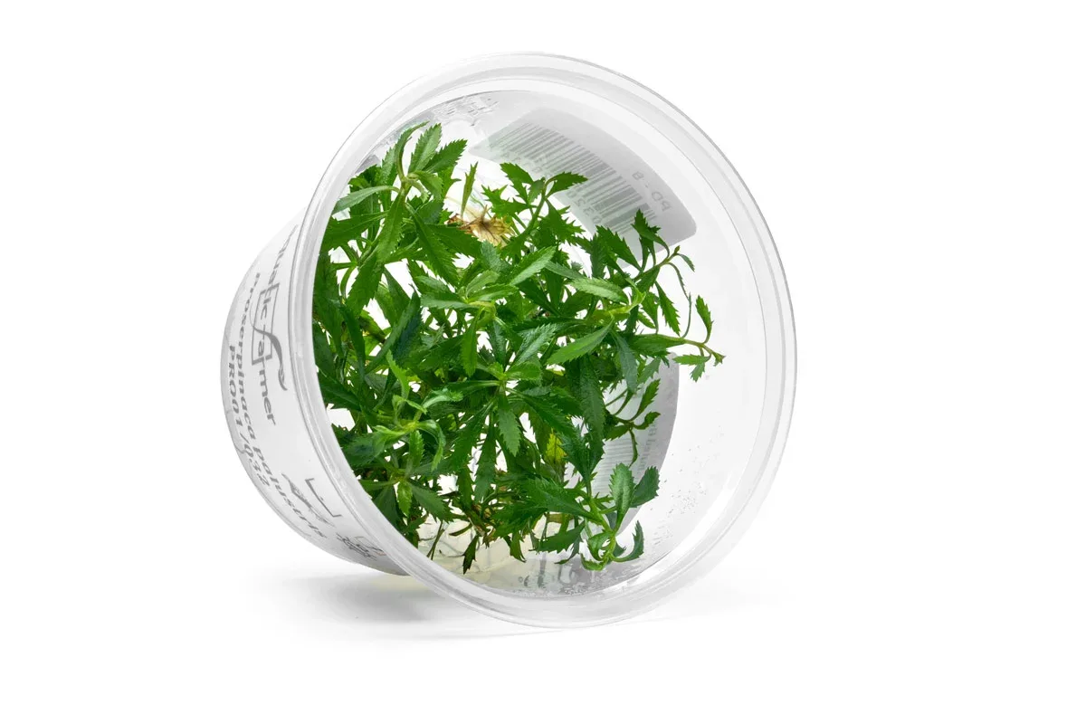 Proserpinaca Palustris Aquatic Farmer Tissue Culture - Image 2