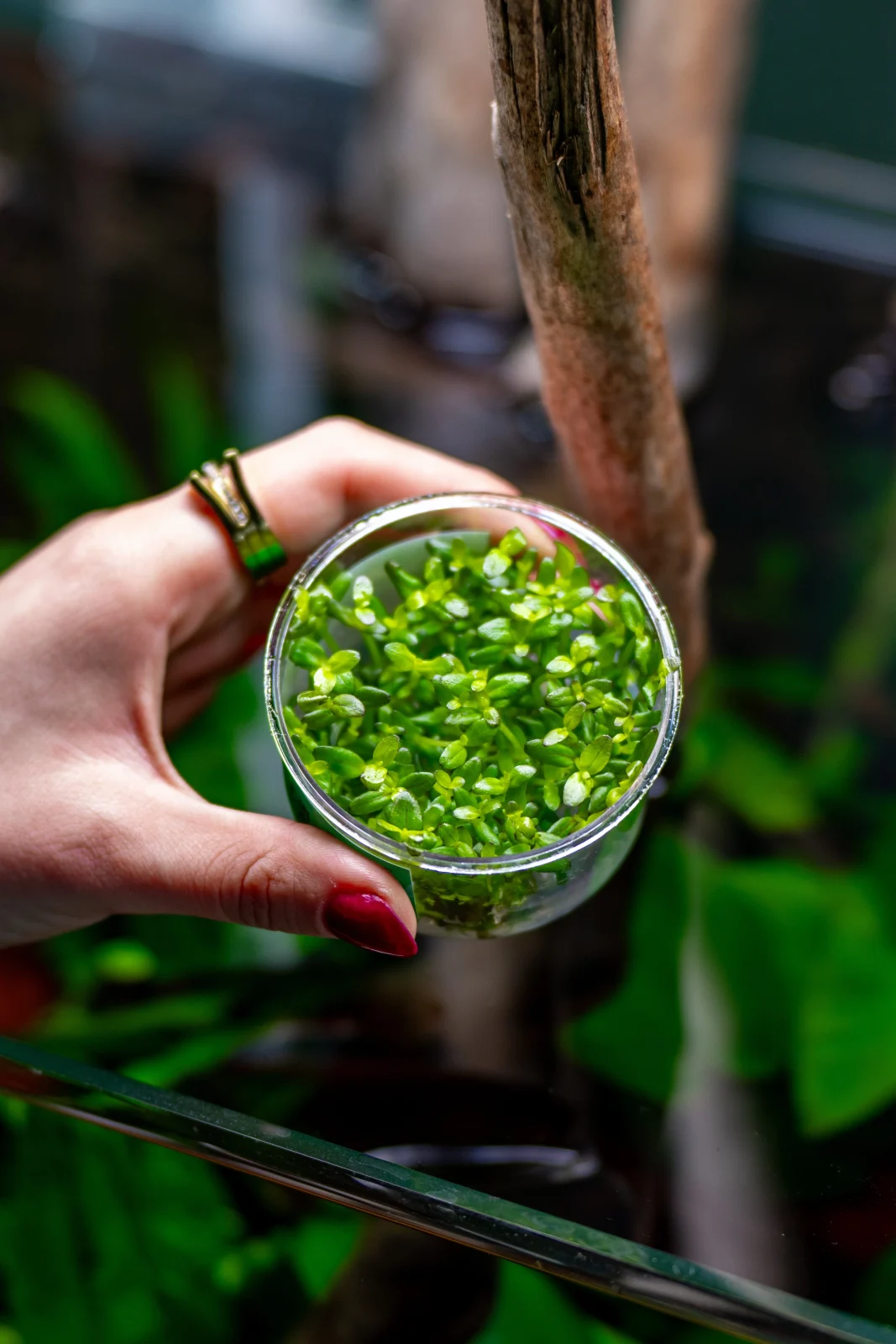 Bacopa Salzmannii 'Purple' UNS Tissue Culture - Image 2